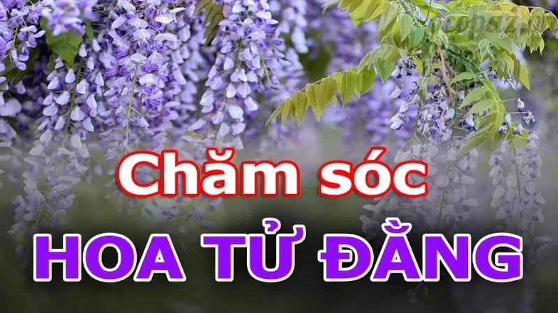 10 sự thật thú vị về hoa tử đằng và cách chăm sóc hiệu quả 6