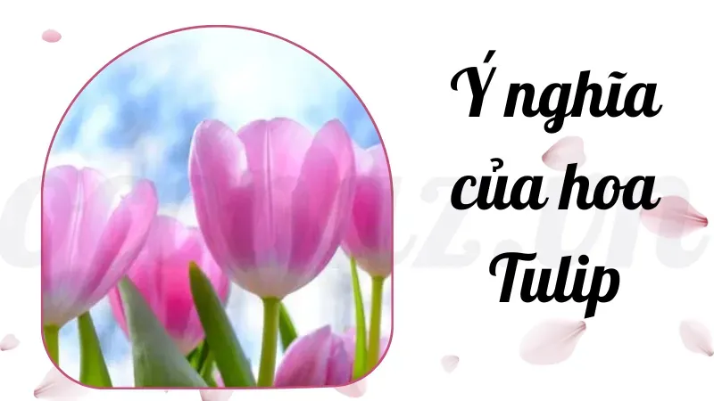 Tại sao hoa tulip lại được yêu thích trên toàn thế giới? 1