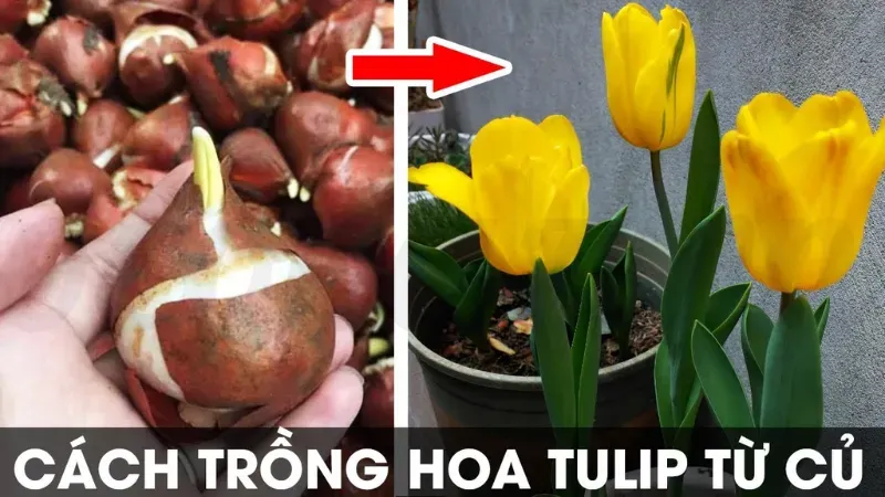 Tại sao hoa tulip lại được yêu thích trên toàn thế giới? 2