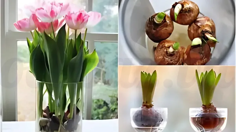 Tại sao hoa tulip lại được yêu thích trên toàn thế giới? 3