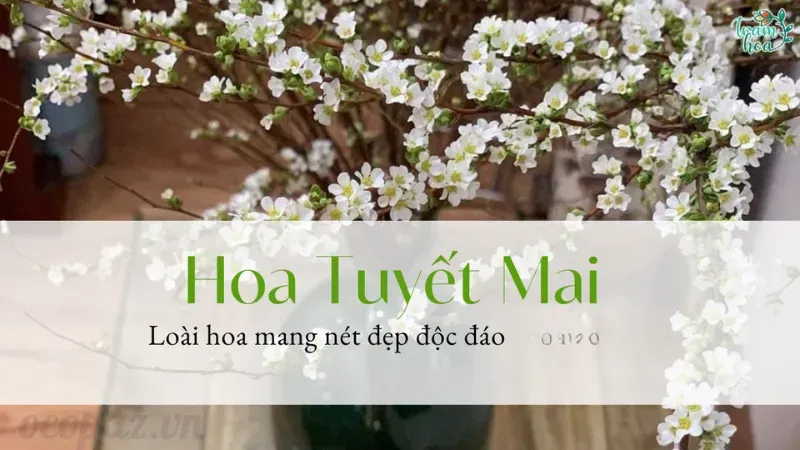 Lợi ích của việc trồng hoa tuyết mai trong không gian sống 1