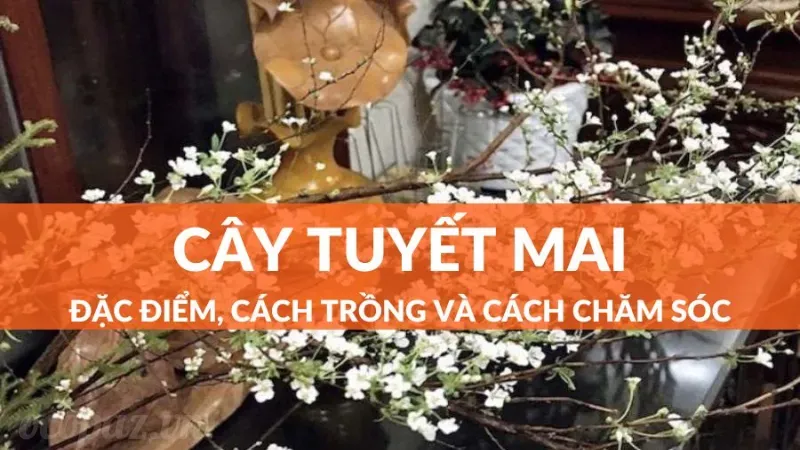 Lợi ích của việc trồng hoa tuyết mai trong không gian sống 3