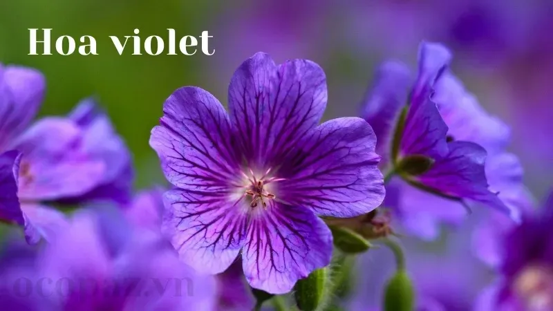 Tìm hiểu về hoa Violet - Đặc điểm, ý nghĩa và cách chăm sóc