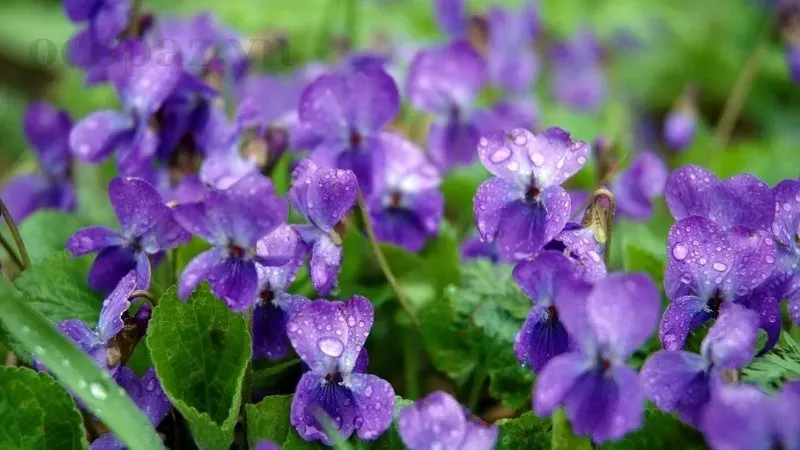 Tìm hiểu về hoa Violet - Đặc điểm, ý nghĩa và cách chăm sóc 4