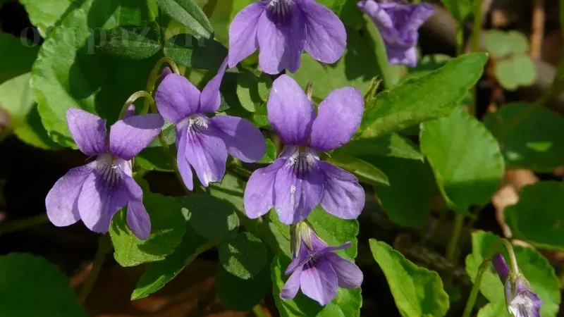 Tìm hiểu về hoa Violet - Đặc điểm, ý nghĩa và cách chăm sóc 5