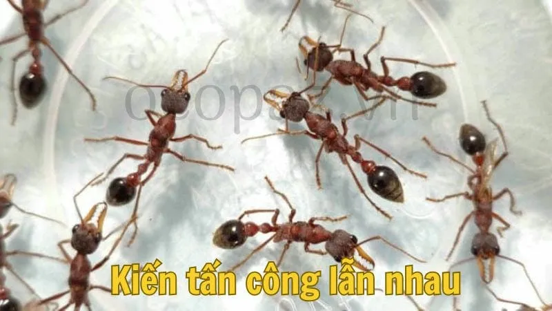 Kiến tấn công lẫn nhau