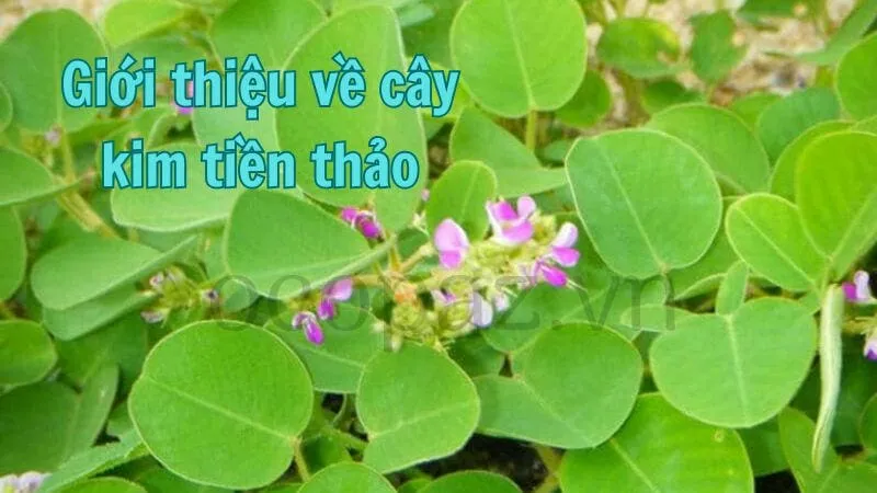 Giới thiệu về cây kim tiền thảo