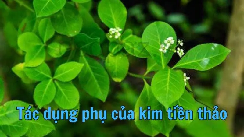 Tác dụng phụ của kim tiền thảo