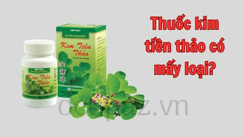 Thuốc kim tiền thảo có mấy loại?