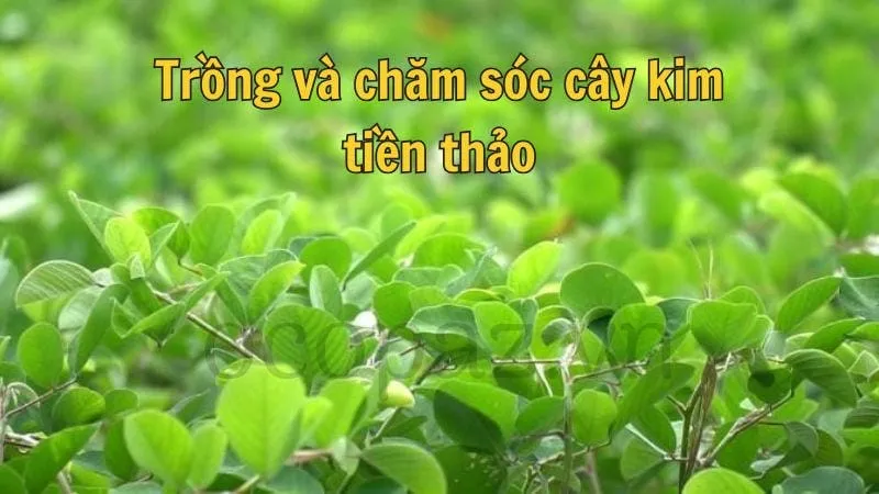 Trồng và chăm sóc cây kim tiền thảo