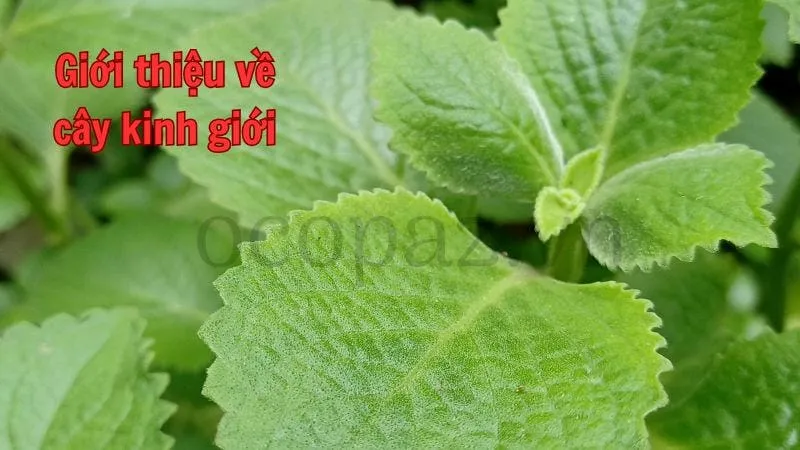 Giới thiệu về cây kinh giới