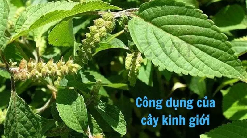 Công dụng của cây kinh giới