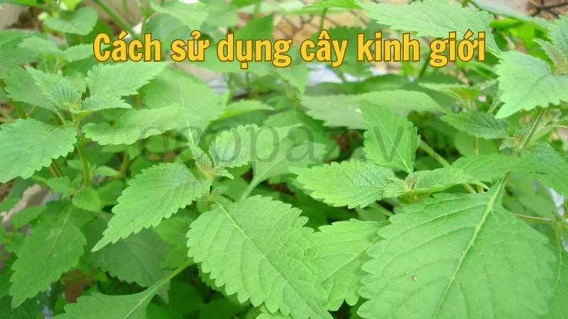 Cách sử dụng cây kinh giới