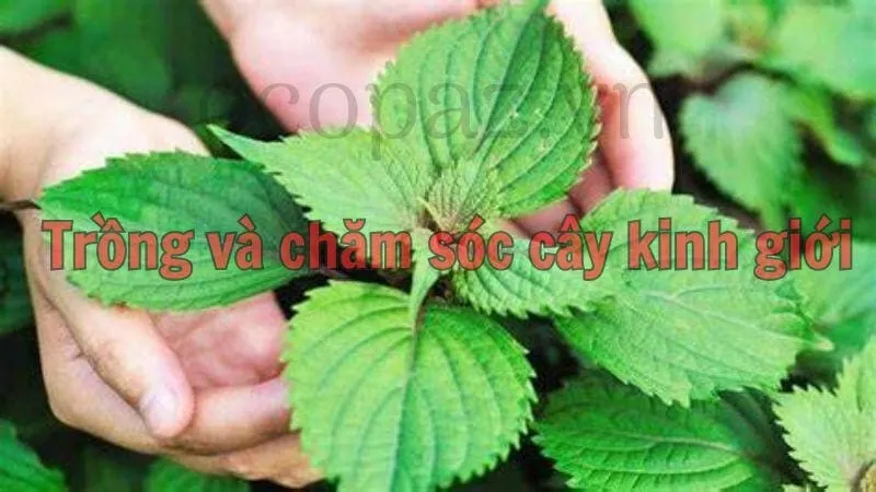 Trồng và chăm sóc cây kinh giới