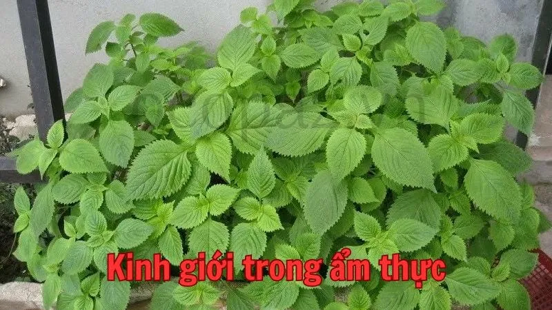 Kinh giới trong ẩm thực