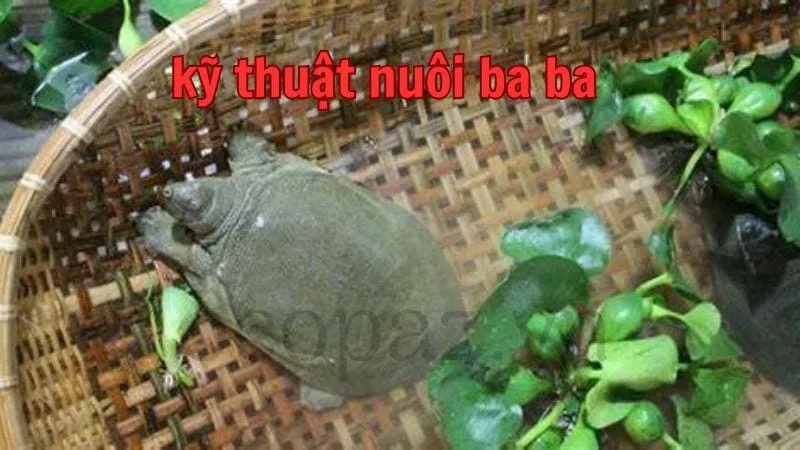 Kỹ thuật nuôi ba ba hiệu quả cho năng suất cao