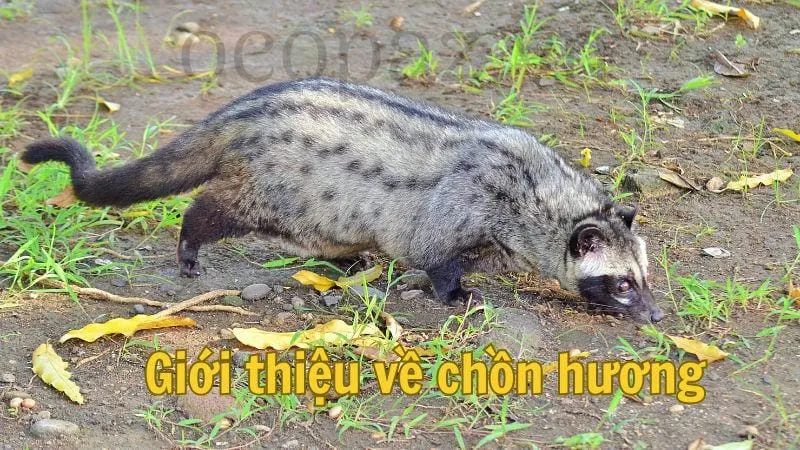 Giới thiệu về chồn hương