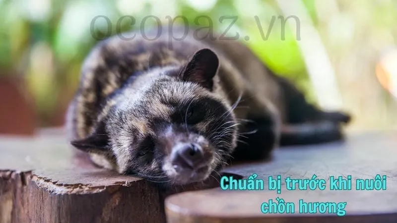 Chuẩn bị trước khi nuôi chồn hương