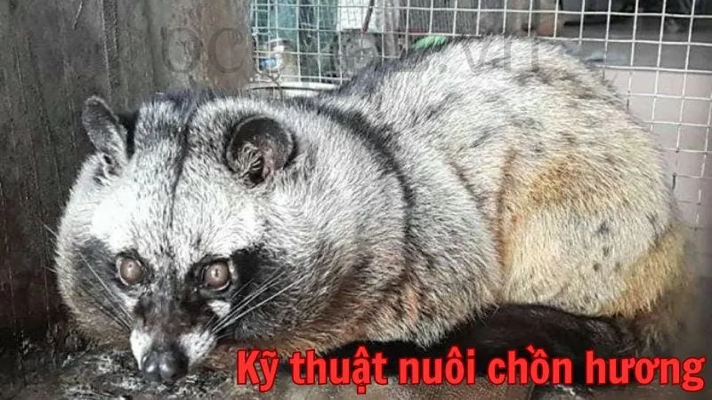 Kỹ thuật nuôi chồn hương