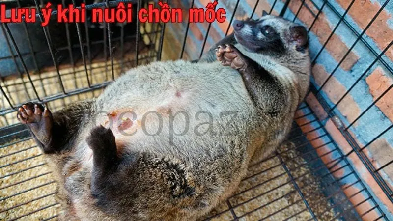 Lưu ý khi nuôi chồn mốc