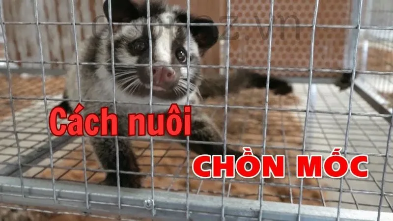 Cách nuôi chồn mốc