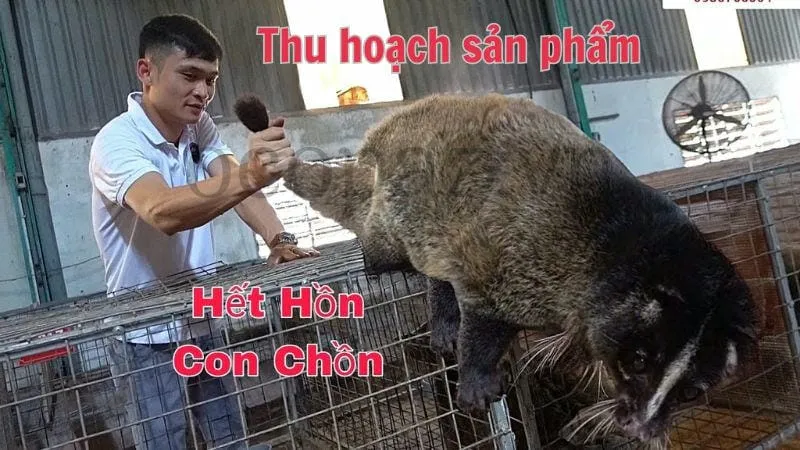 Thu hoạch sản phẩm