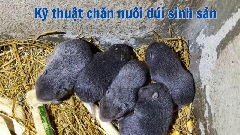 Kỹ thuật chăn nuôi dúi sinh sản