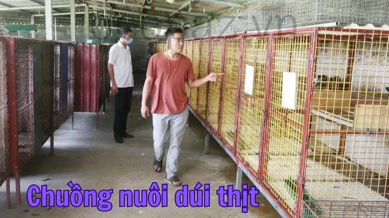 Chuồng nuôi dúi thịt