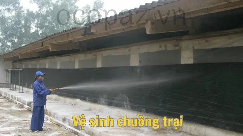 Vệ sinh chuồng trại cho dúi