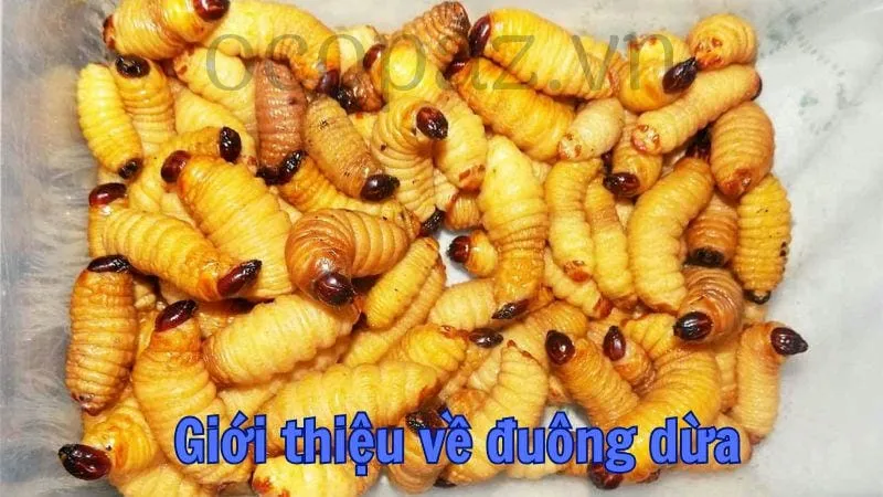 Giới thiệu về đuông dừa