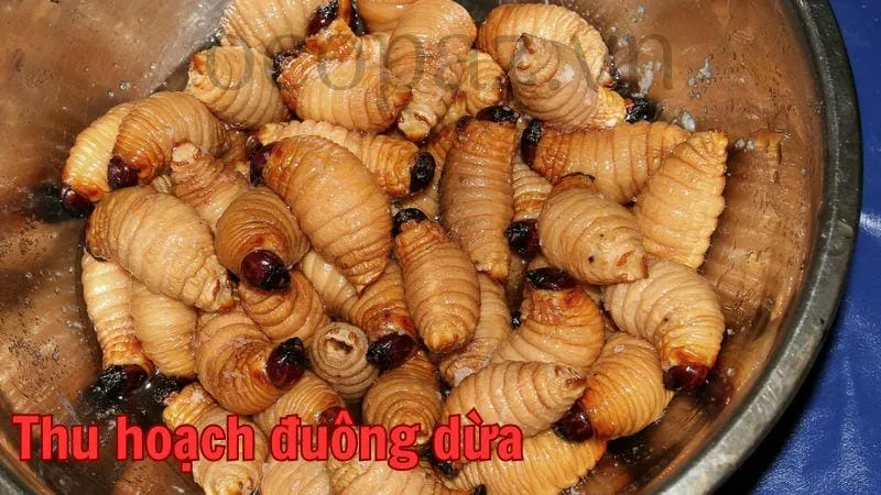 Thu hoạch đuông dừa