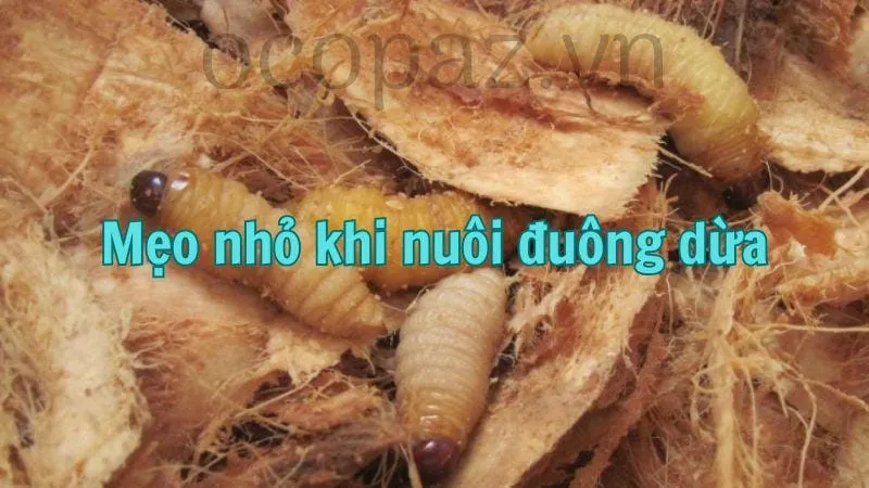 Mẹo nhỏ khi nuôi đuông dừa