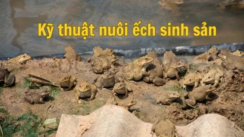 Kỹ thuật nuôi ếch sinh sản