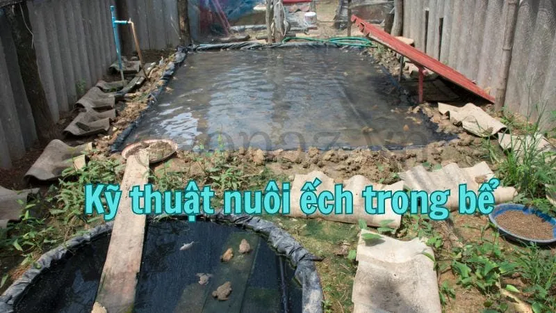 Kỹ thuật nuôi ếch trong bể