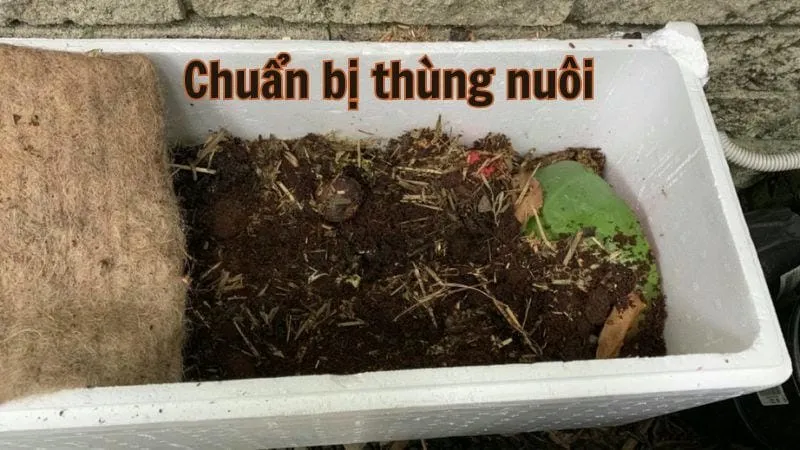 Chuẩn bị thùng nuôi