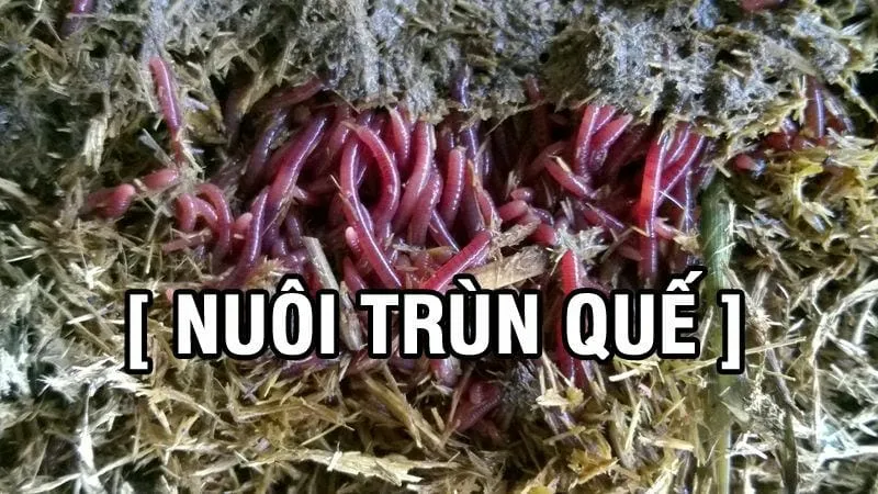 Kỹ thuật nuôi giun trùn quế