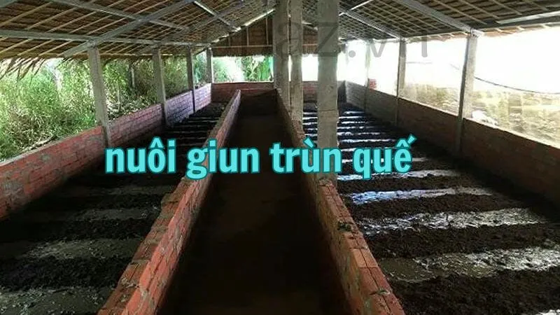 Kỹ thuật nuôi giun quế hiệu quả tại nhà 