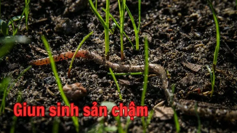 Giun sinh sản chậm