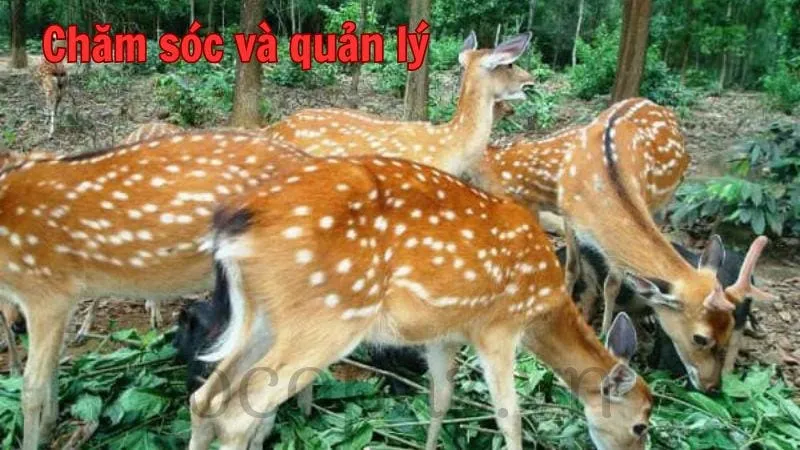 Chăm sóc và quản lý