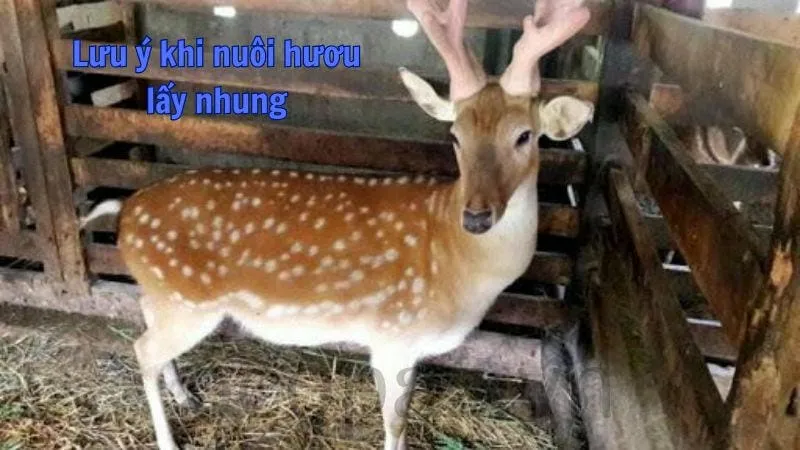 Lưu ý khi nuôi hươu lấy nhung