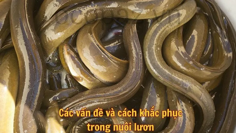 Các vấn đề thường gặp và cách khắc phục trong nuôi lươn