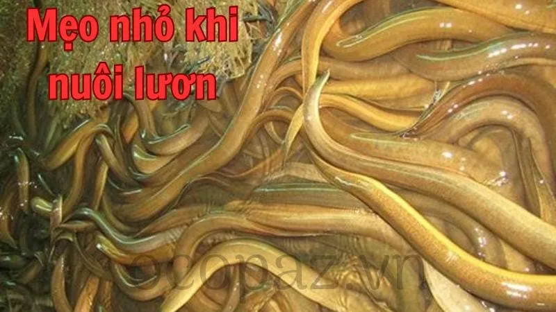 Mẹo nhỏ khi nuôi lươn