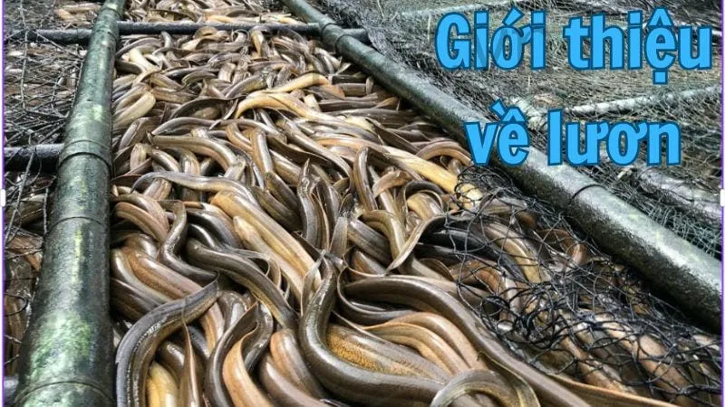 Giới thiệu về lươn