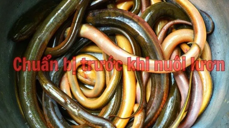 Chuẩn bị trước khi nuôi lươn