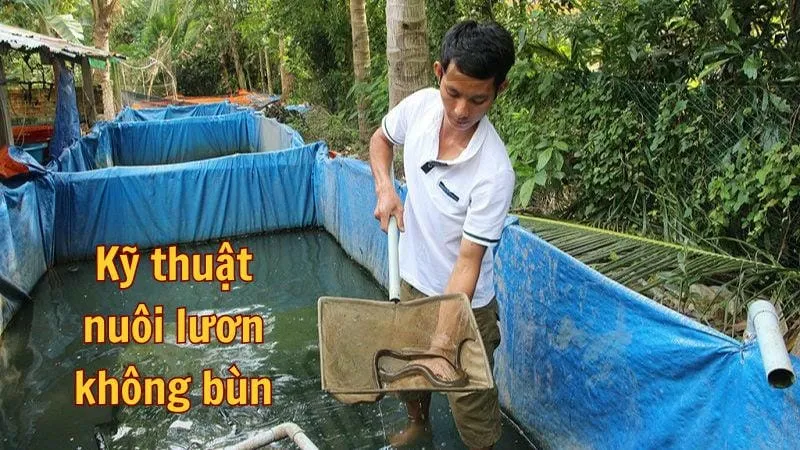 Kỹ thuật nuôi lươn không bùn