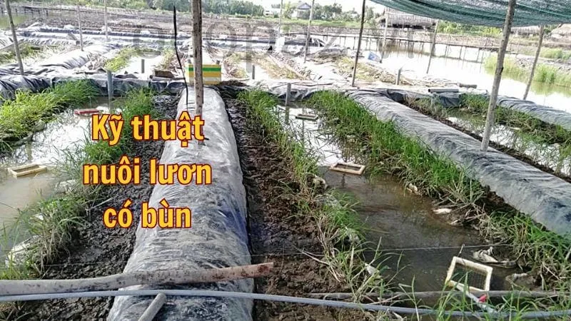 Kỹ thuật nuôi lươn có bùn