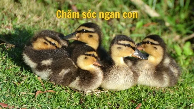 Chăm sóc ngan con