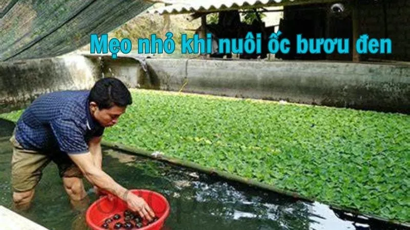 Mẹo nhỏ khi nuôi ốc bươu đen