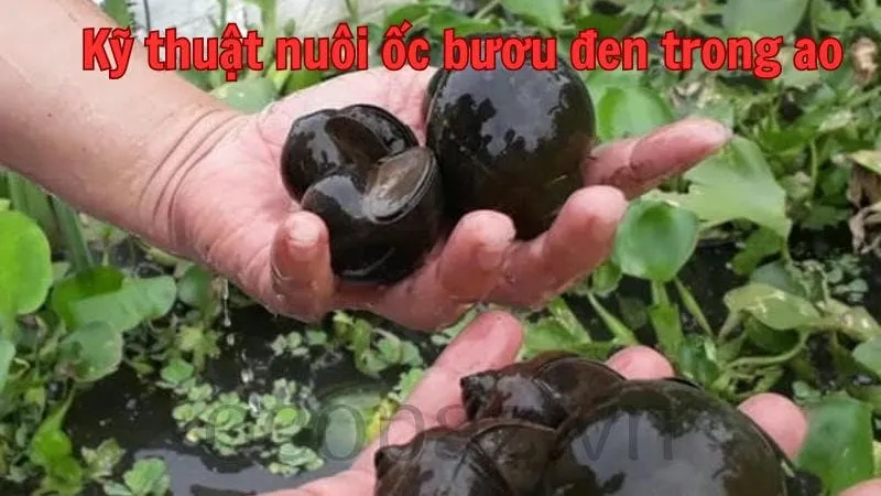 Kỹ thuật nuôi ốc bươu đen trong ao