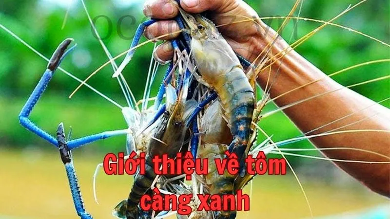 Giới thiệu về tôm càng xanh